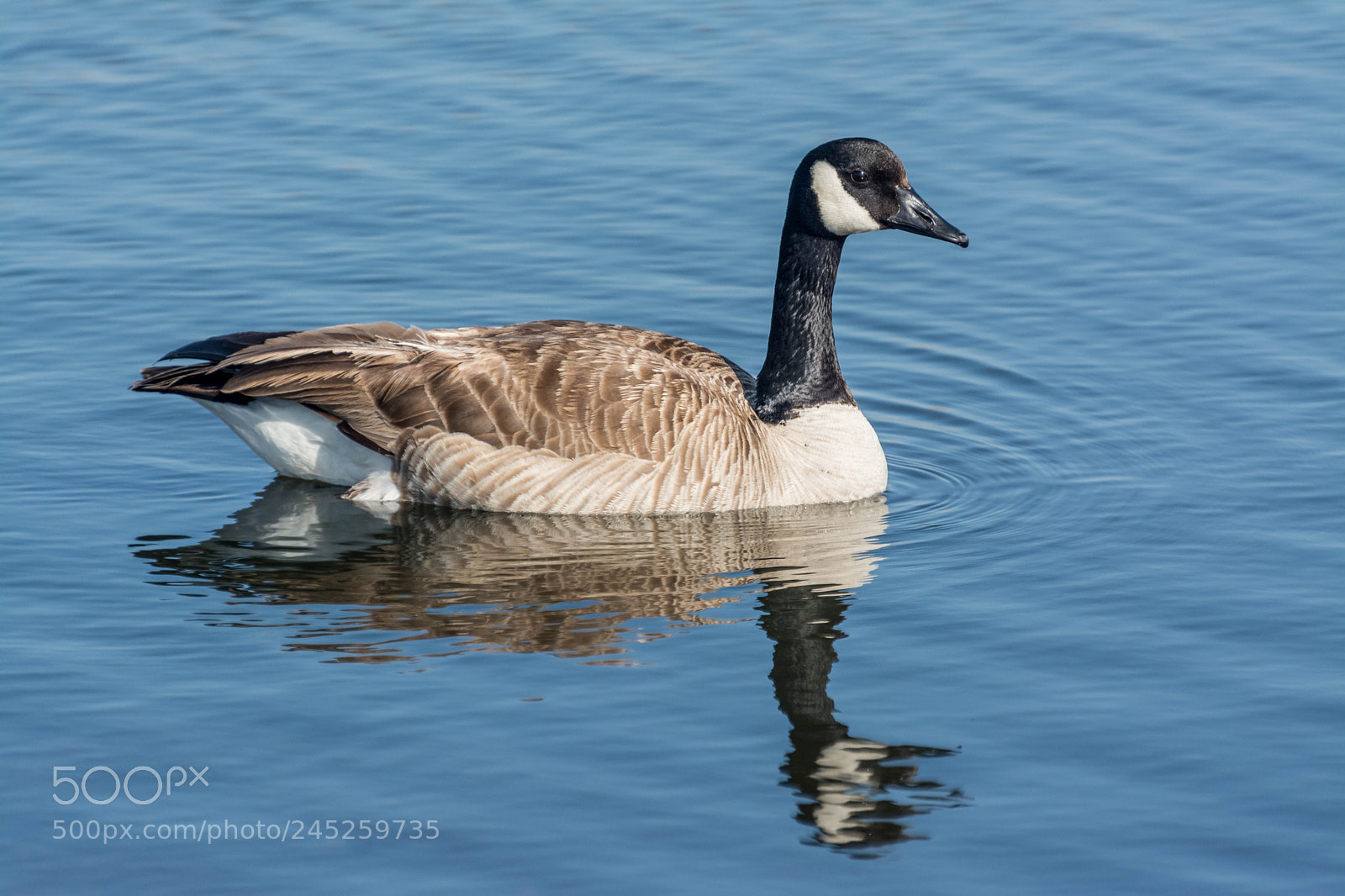 Nikon D7100 sample photo. Canadian goose photography