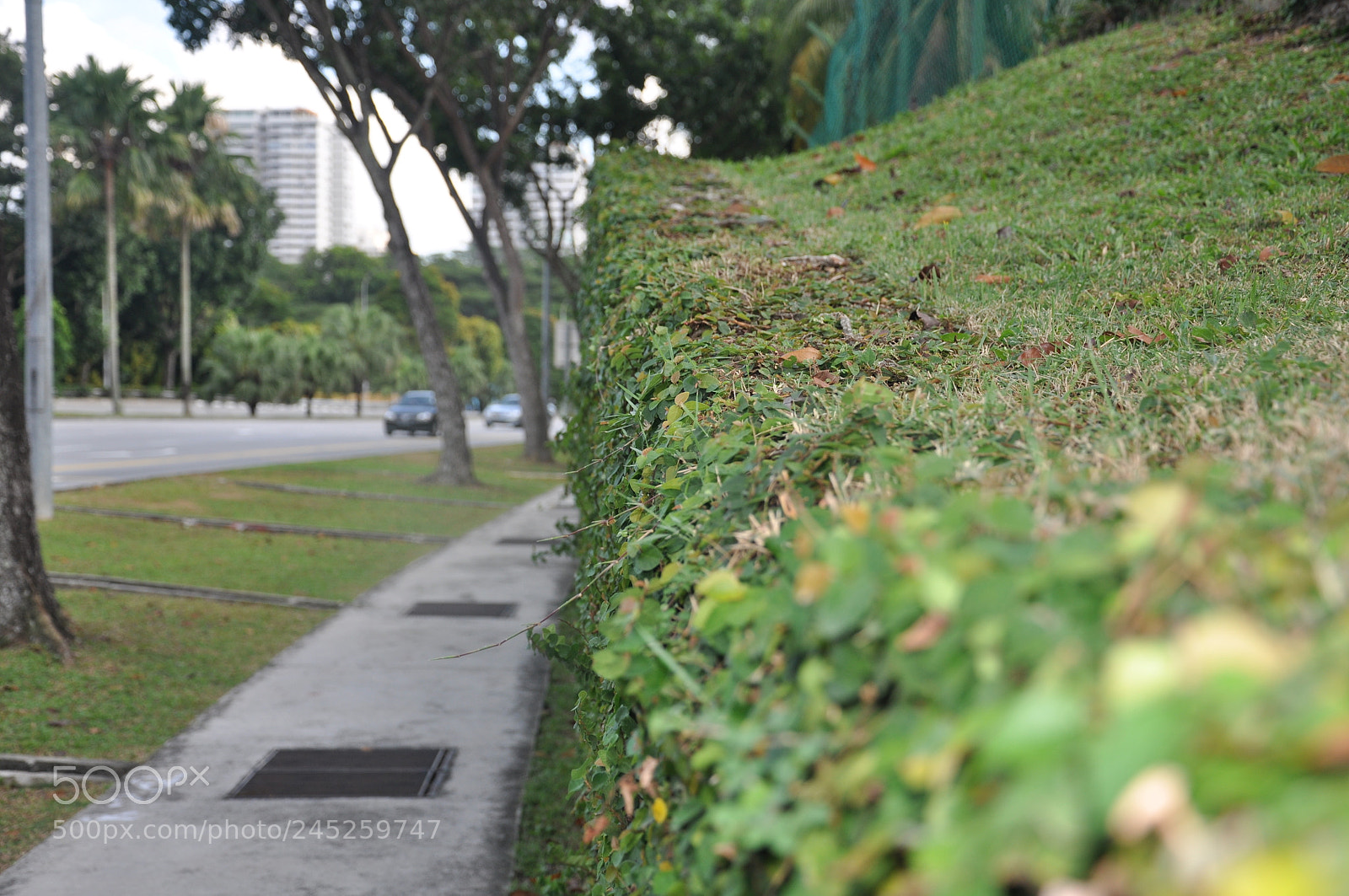 Nikon D90 sample photo. Mcritchie reservoir, singapore photography