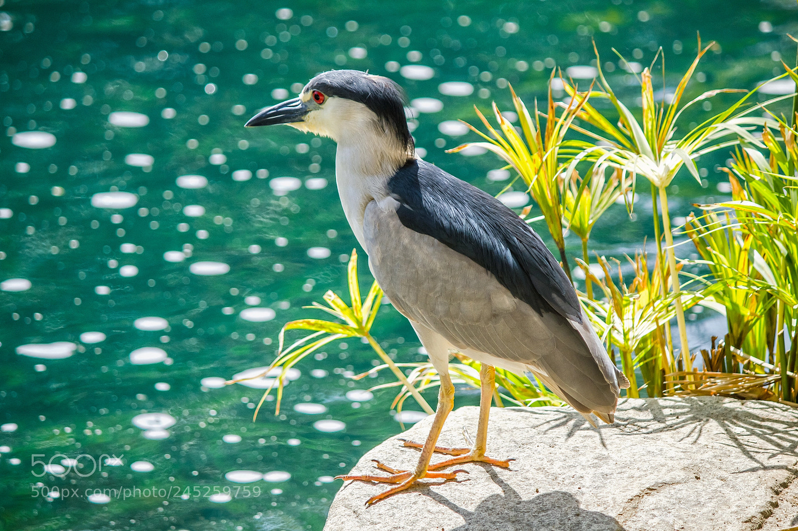Canon EOS 550D (EOS Rebel T2i / EOS Kiss X4) sample photo. Night heron photography