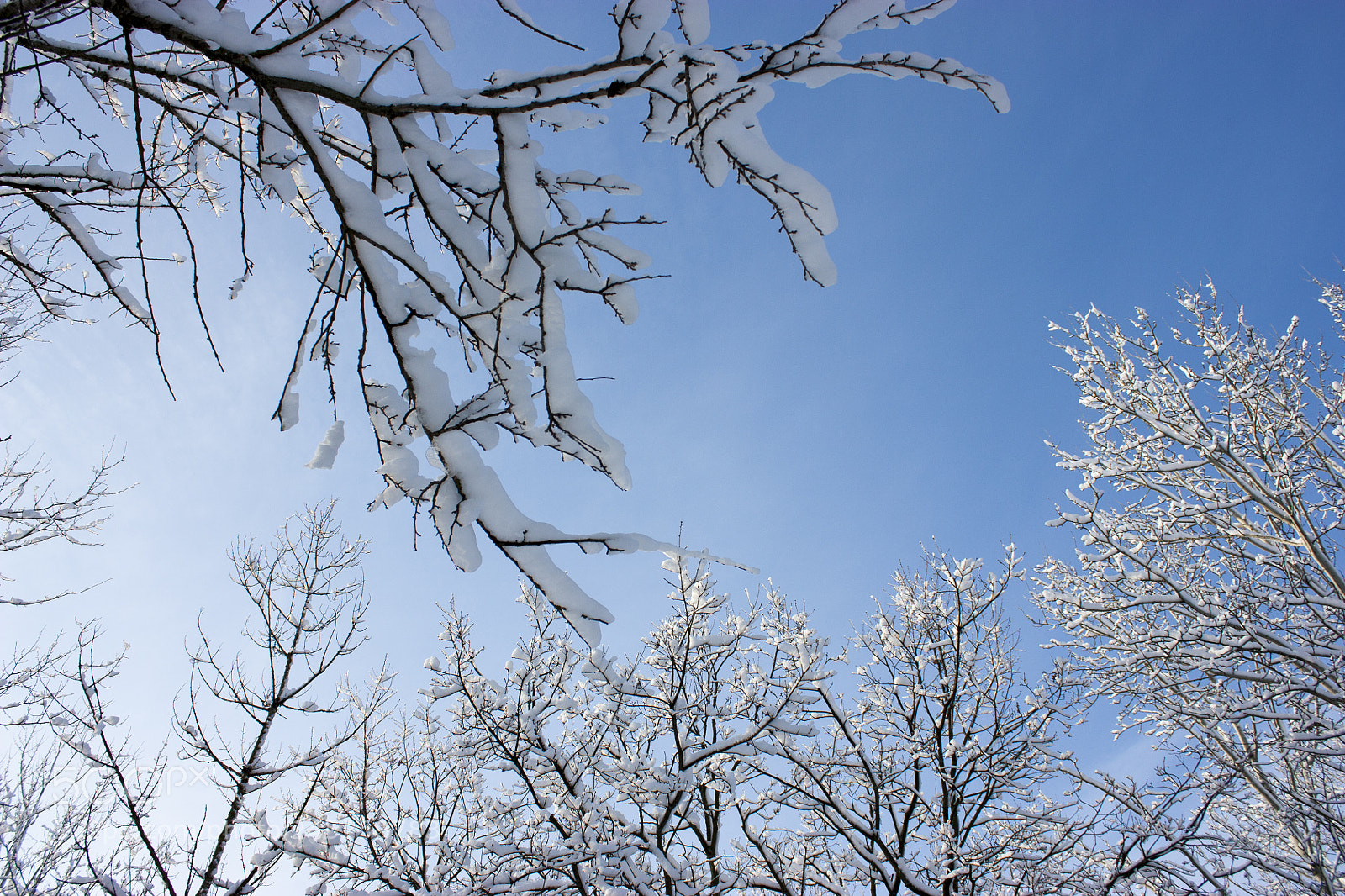 Canon EOS 450D (EOS Rebel XSi / EOS Kiss X2) sample photo. Forest in winter, trees photography