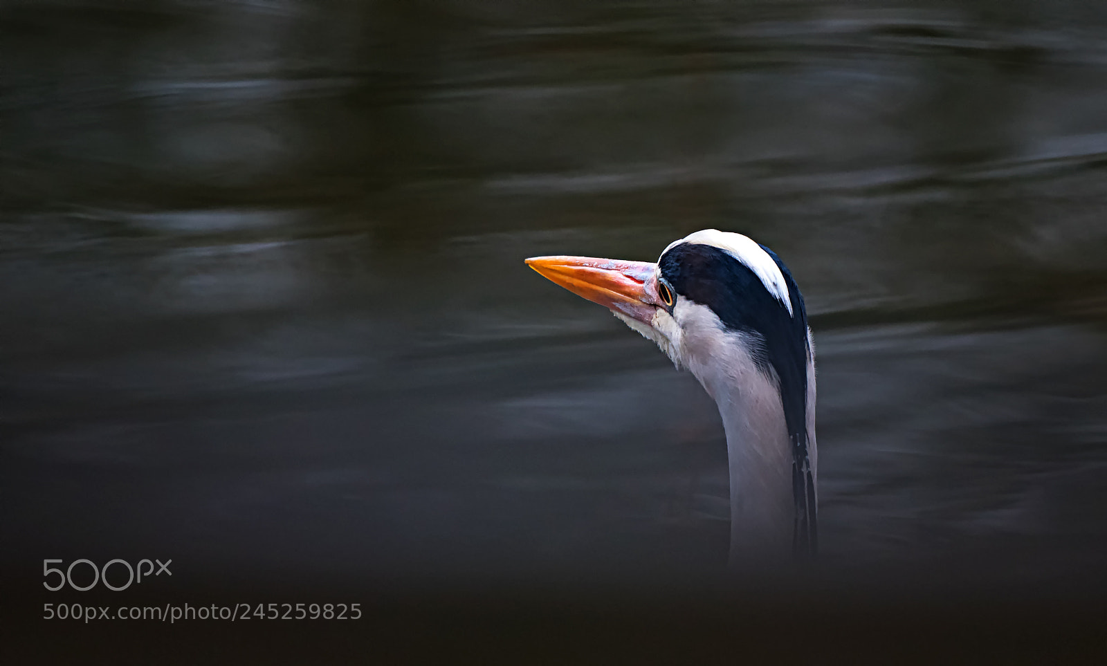 Nikon D500 sample photo. Heron in portrait... photography