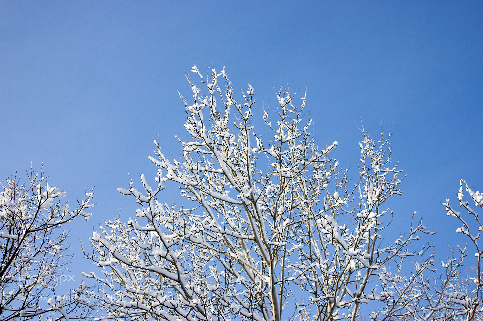 Canon EOS 450D (EOS Rebel XSi / EOS Kiss X2) sample photo. Forest in winter, trees photography