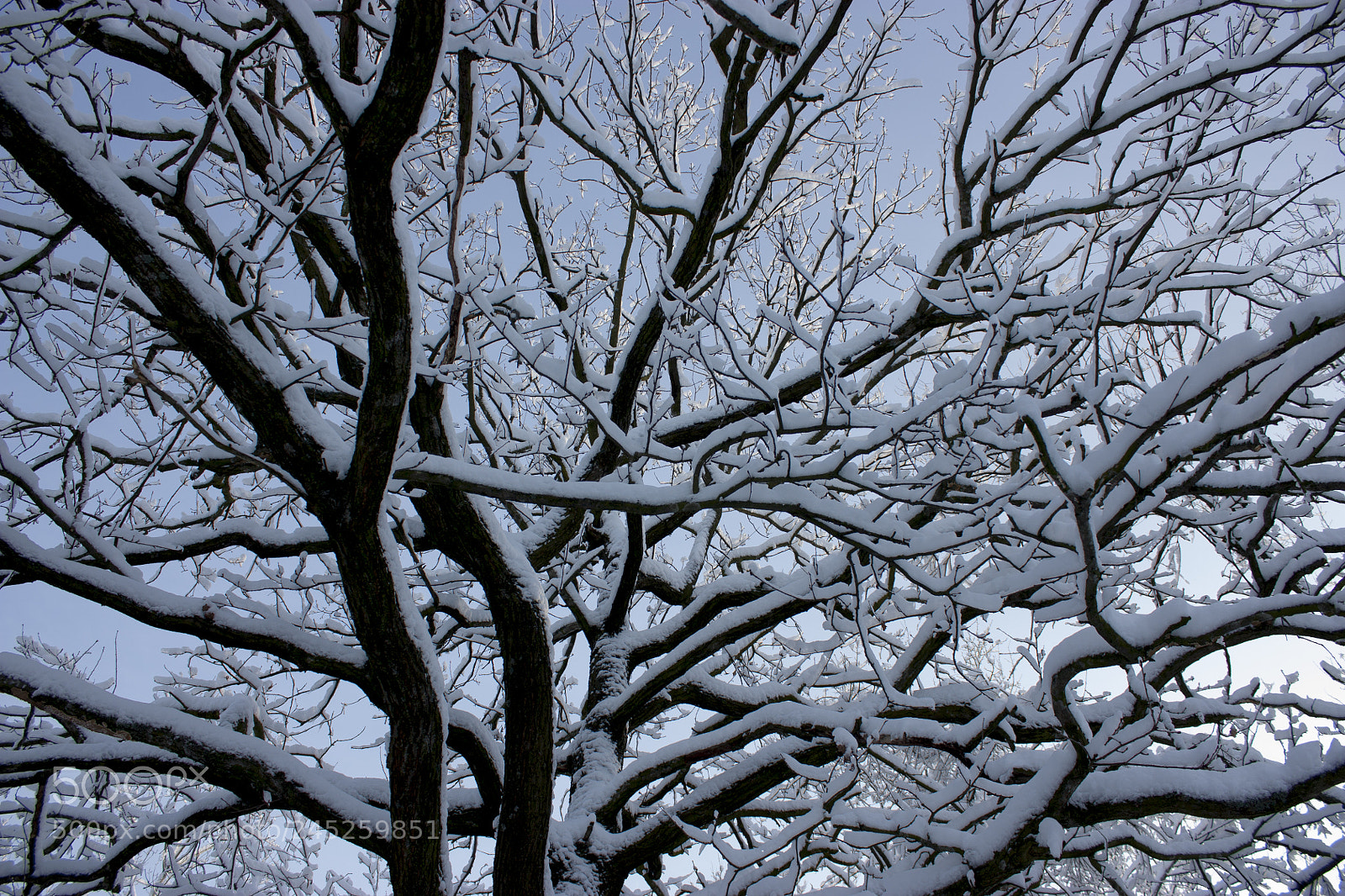 Canon EOS 450D (EOS Rebel XSi / EOS Kiss X2) sample photo. Forest in winter, trees photography