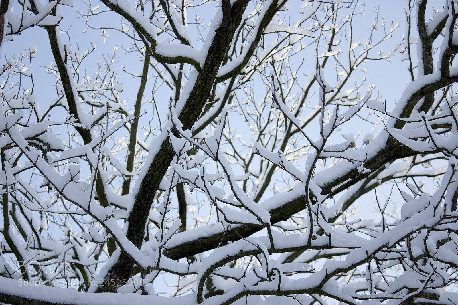 Canon EOS 450D (EOS Rebel XSi / EOS Kiss X2) sample photo. Forest in winter, trees photography