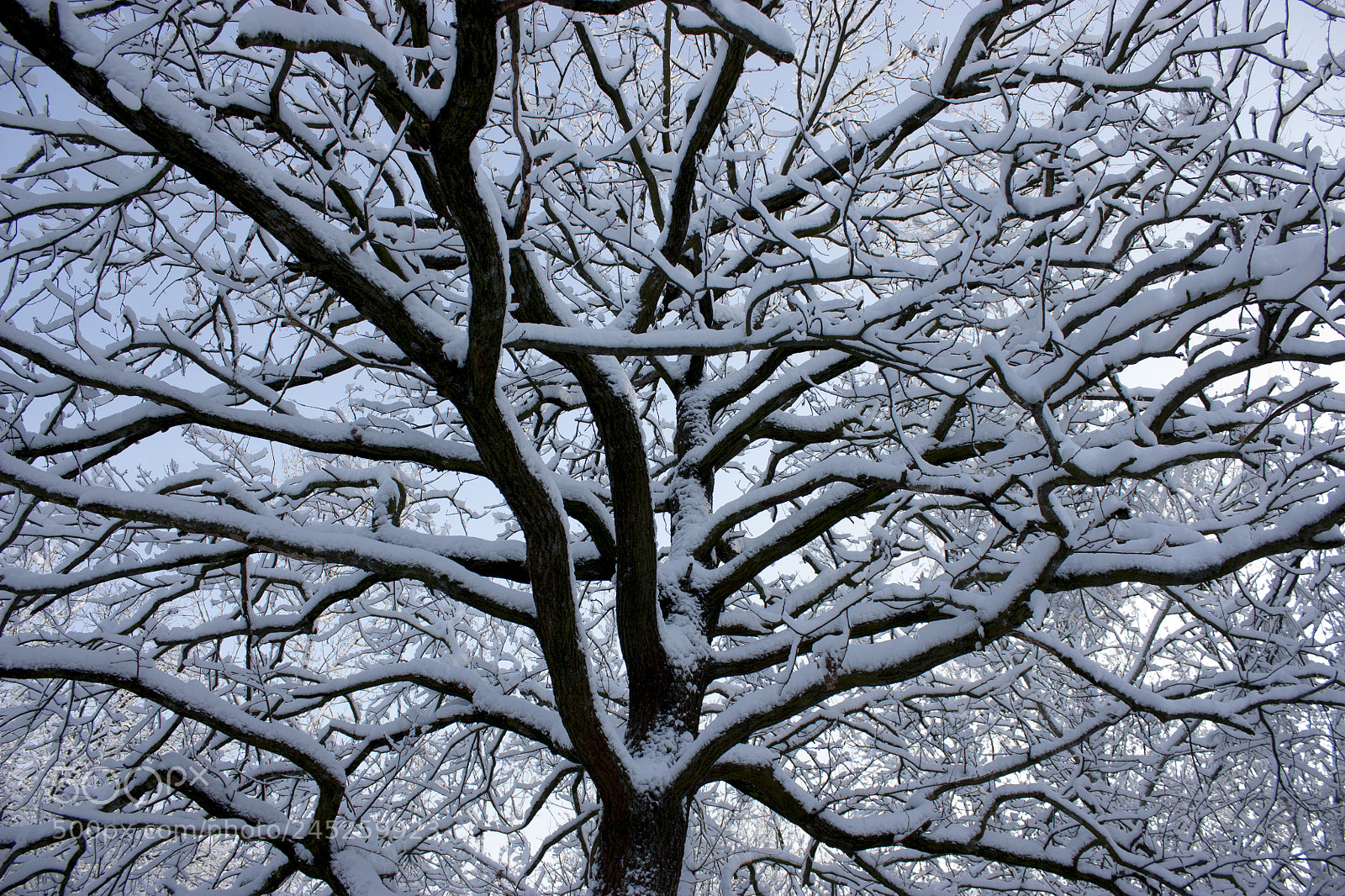 Canon EOS 450D (EOS Rebel XSi / EOS Kiss X2) sample photo. Forest in winter, trees photography