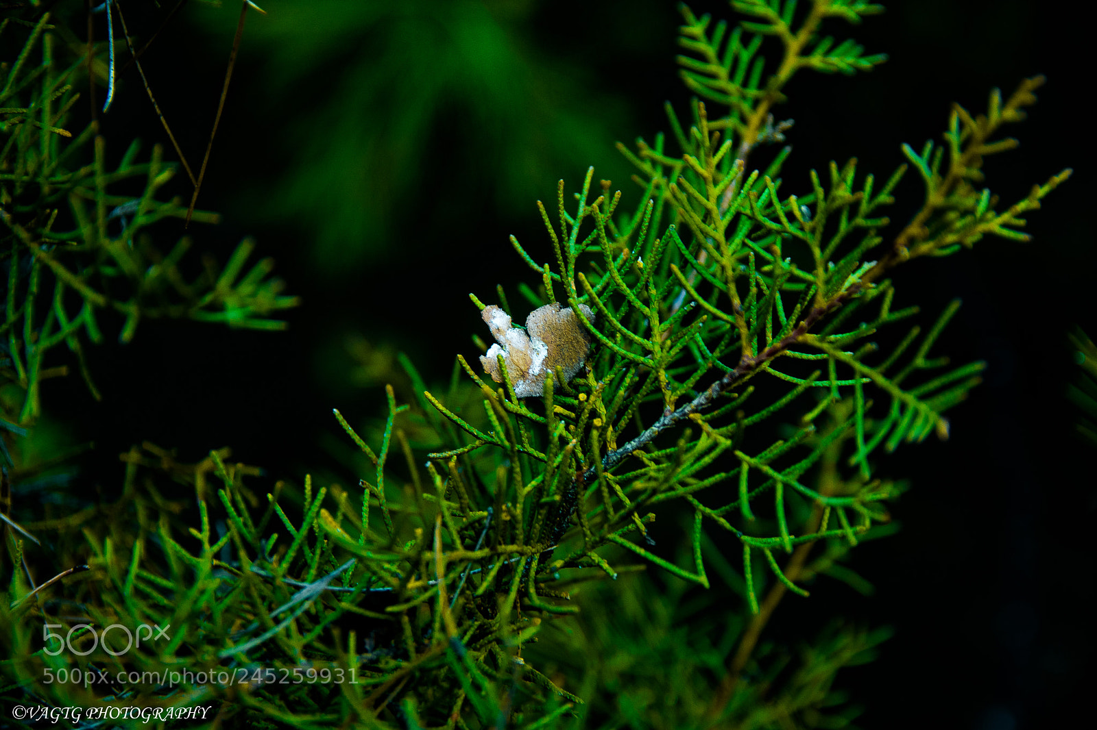 Nikon D3400 sample photo. Tree branch detail photography