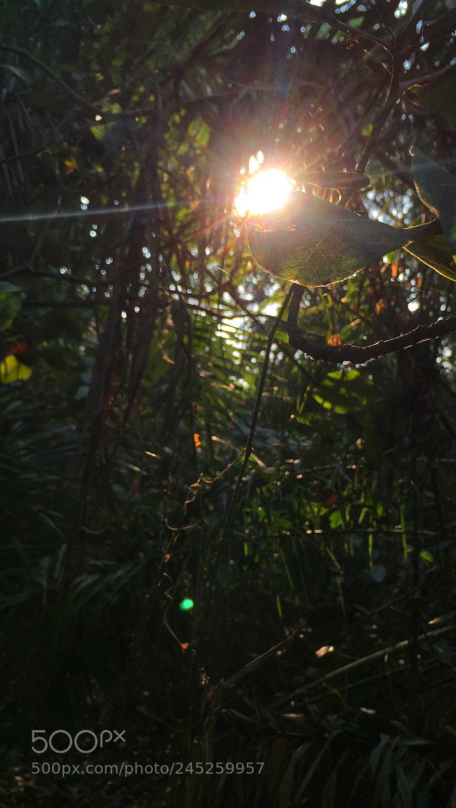 Apple iPhone 6 sample photo. Glare photography