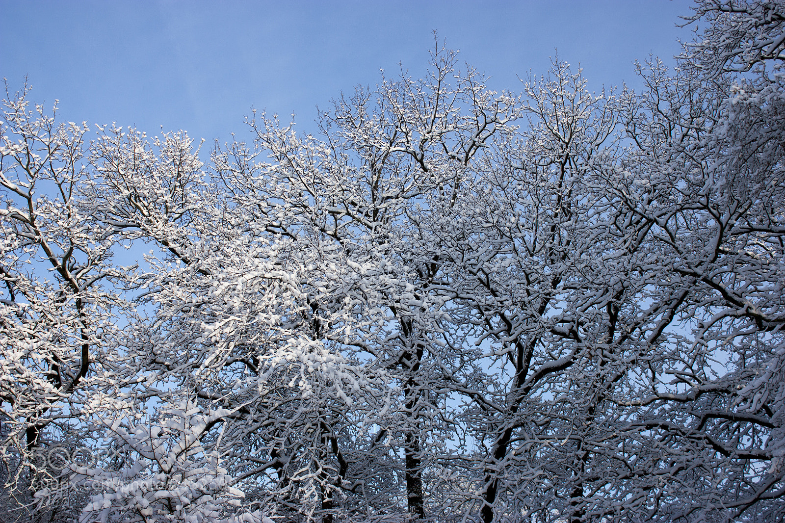 Canon EOS 450D (EOS Rebel XSi / EOS Kiss X2) sample photo. Forest in winter, trees photography