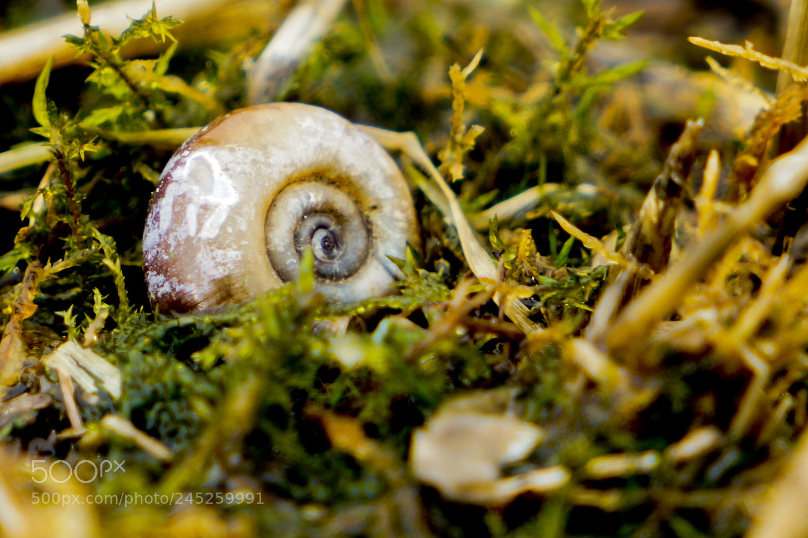 Sony a7 II sample photo. Schneckenhaus auf moos photography