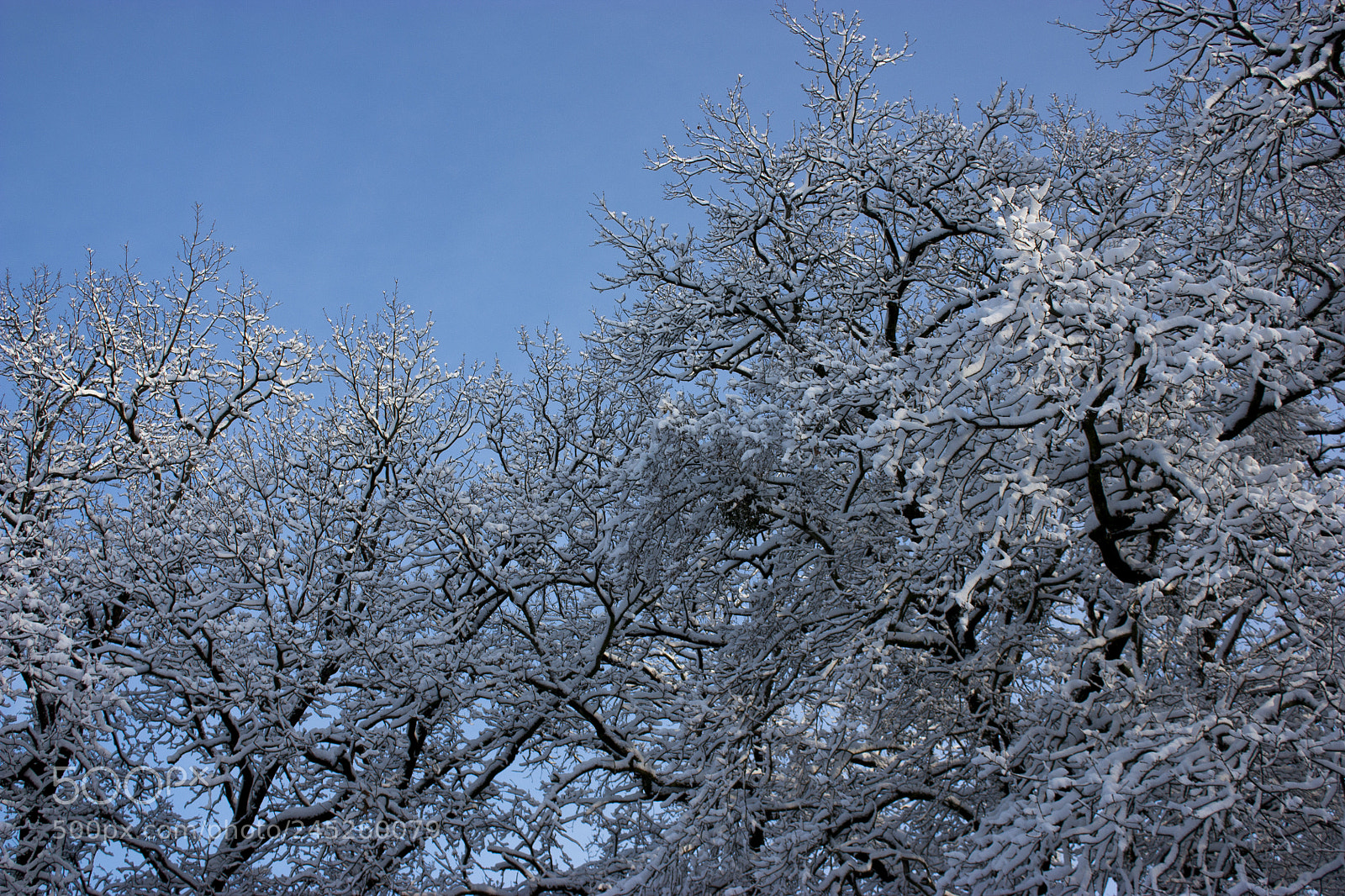 Canon EOS 450D (EOS Rebel XSi / EOS Kiss X2) sample photo. Forest in winter, trees photography
