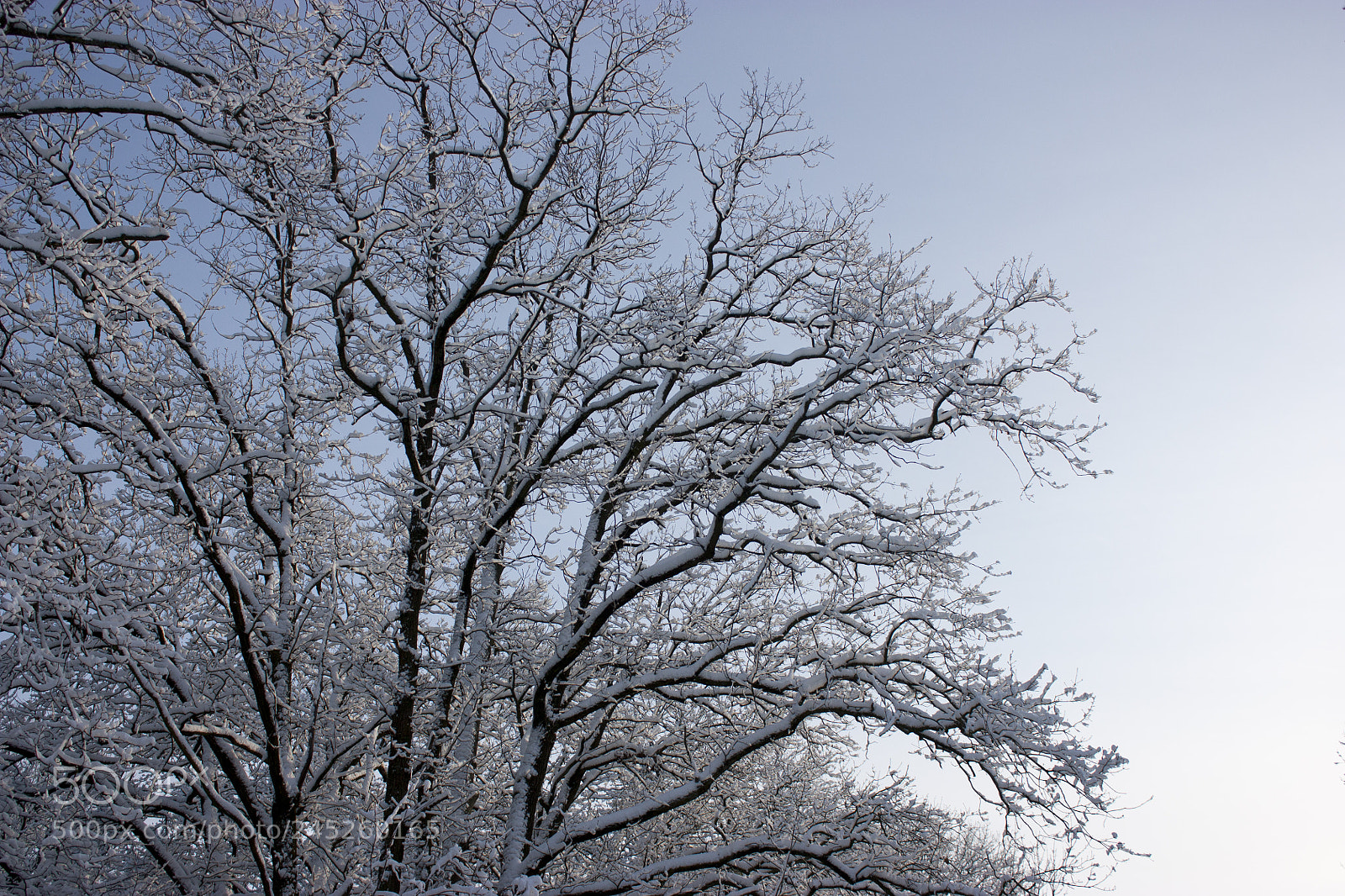 Canon EOS 450D (EOS Rebel XSi / EOS Kiss X2) sample photo. Forest in winter, trees photography
