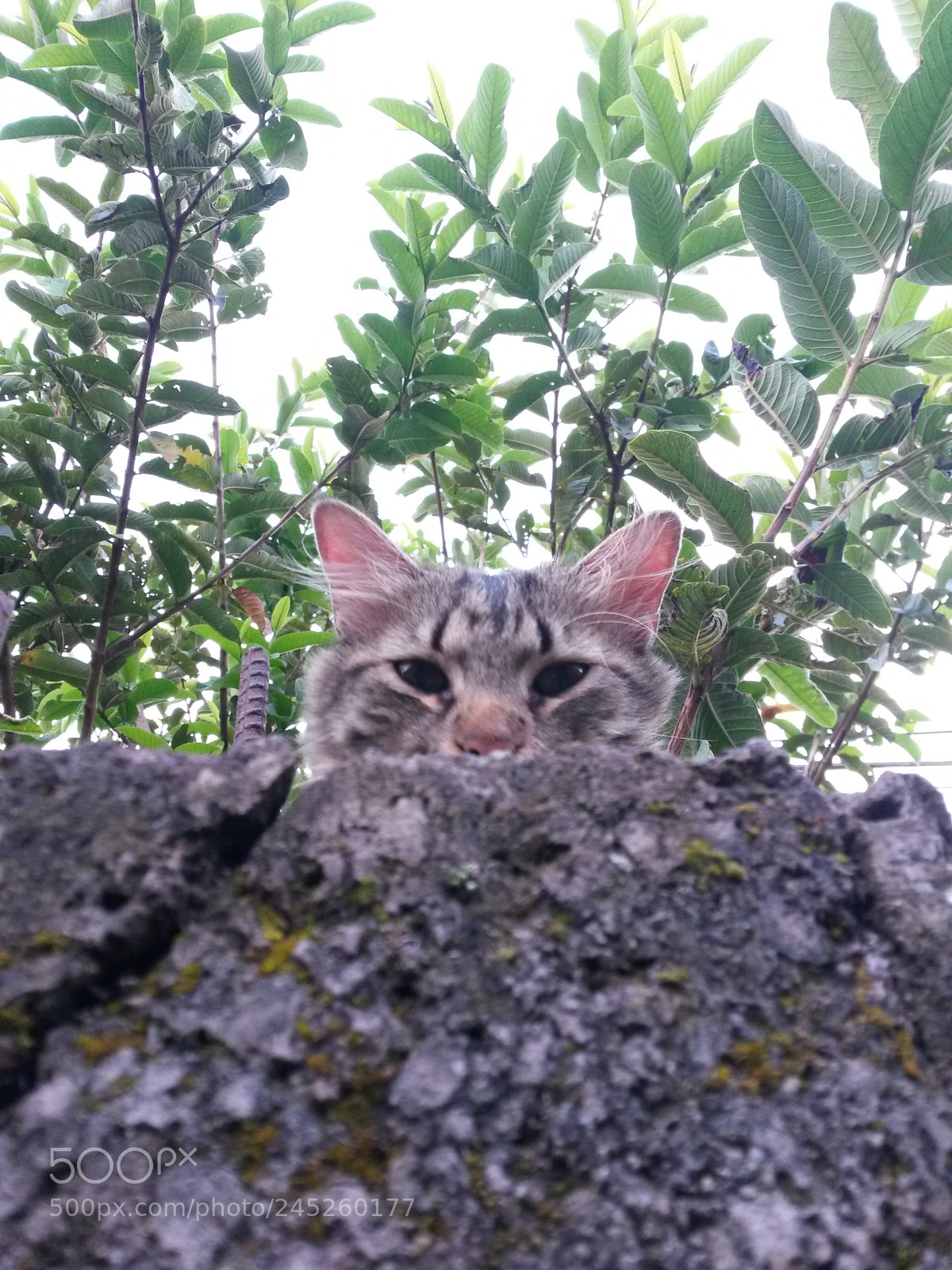 Samsung Galaxy S4 Mini sample photo. I see you... photography