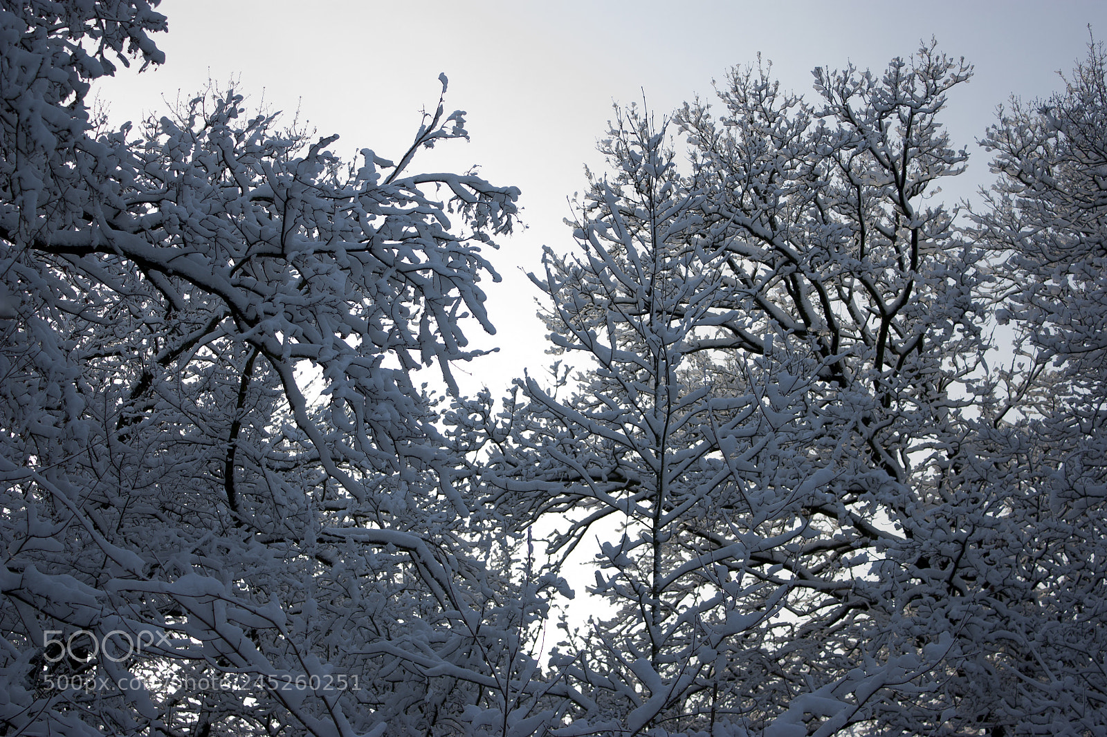 Canon EOS 450D (EOS Rebel XSi / EOS Kiss X2) sample photo. Forest in winter, trees photography