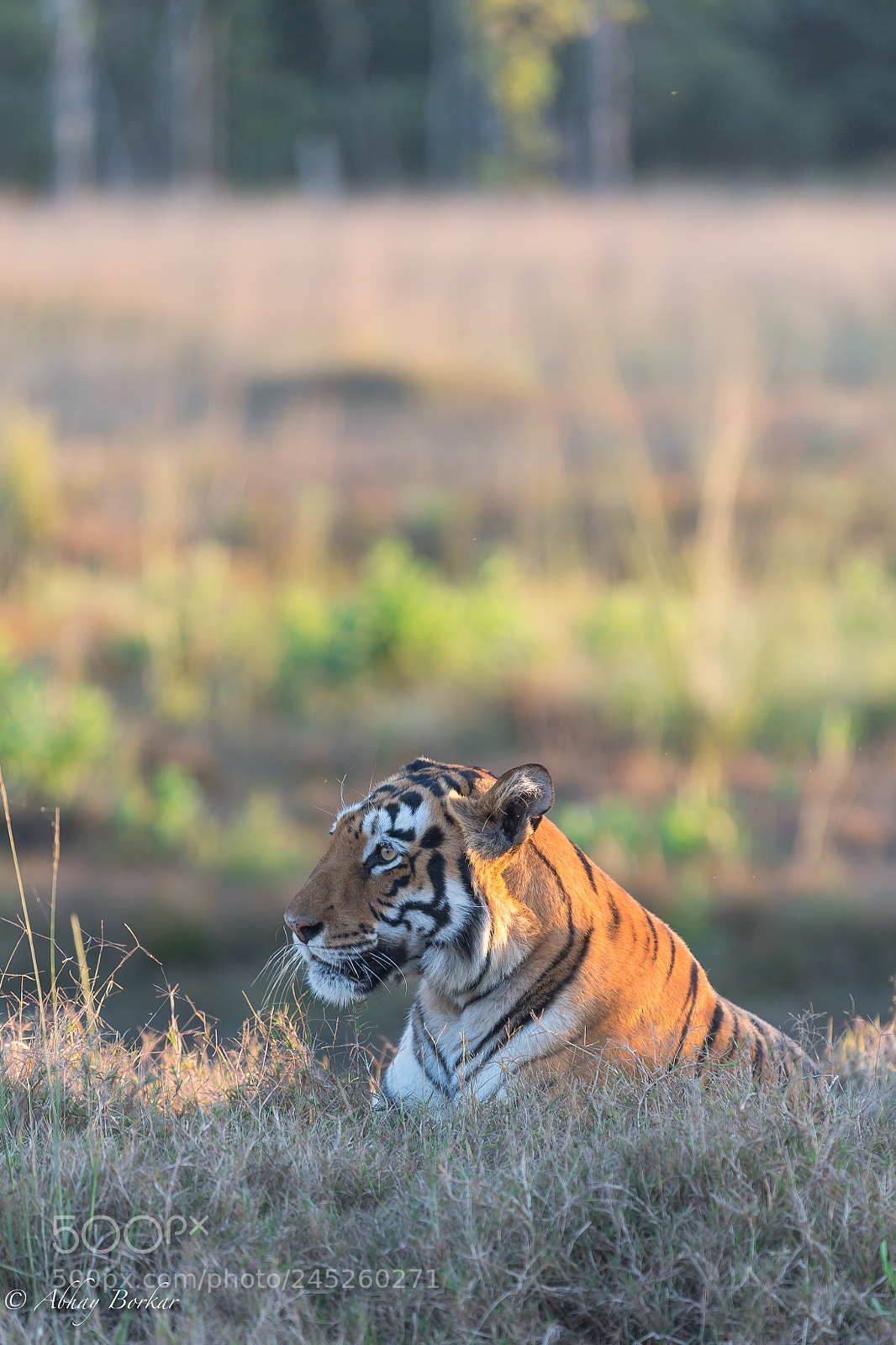 Nikon D5 sample photo. Tigress photography