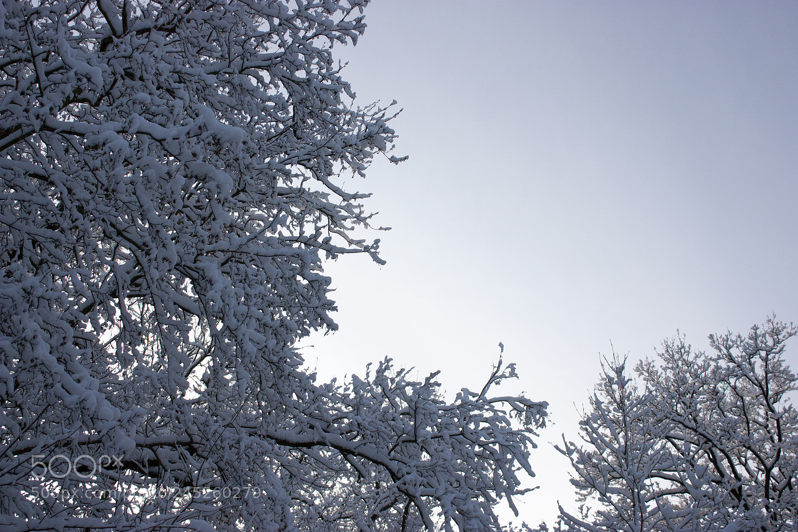Canon EOS 450D (EOS Rebel XSi / EOS Kiss X2) sample photo. Forest in winter, trees photography