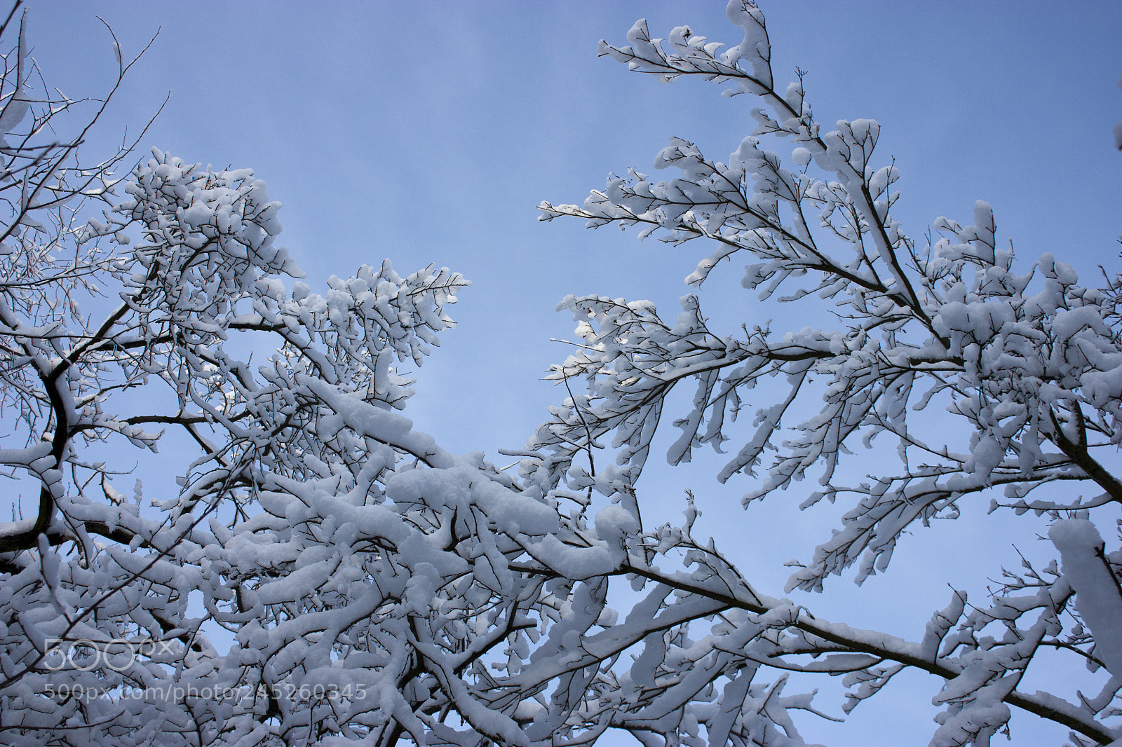 Canon EOS 450D (EOS Rebel XSi / EOS Kiss X2) sample photo. Forest in winter, trees photography