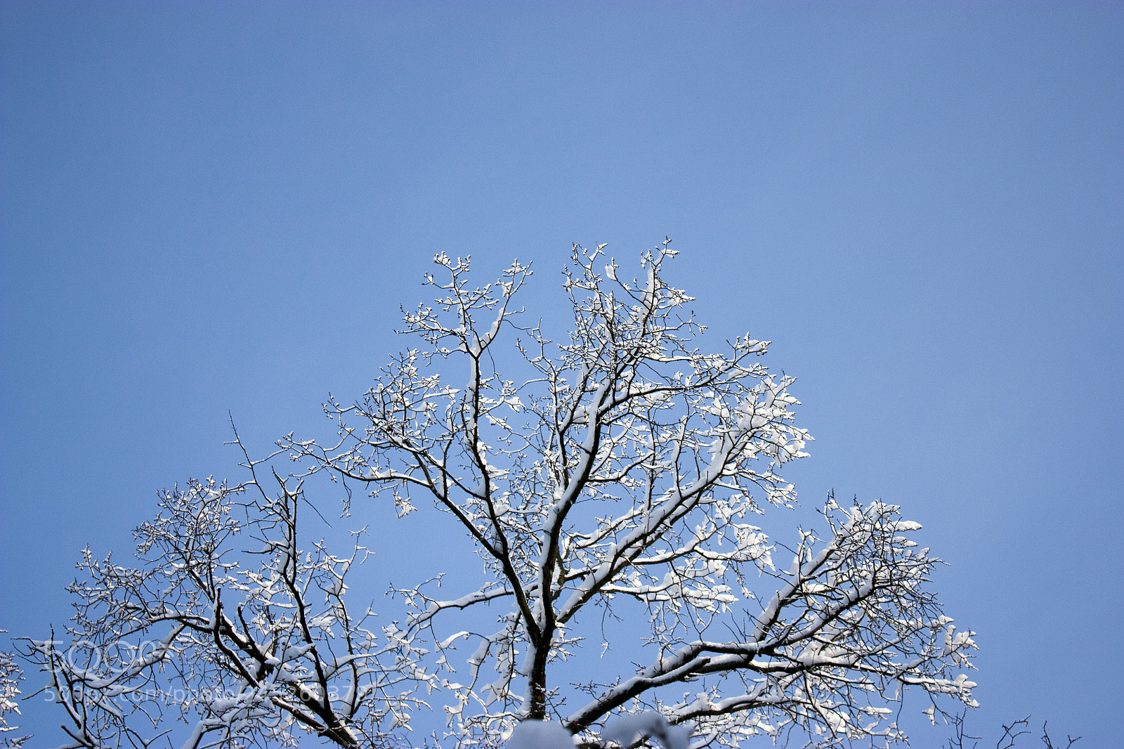 Canon EOS 450D (EOS Rebel XSi / EOS Kiss X2) sample photo. Forest in winter, trees photography
