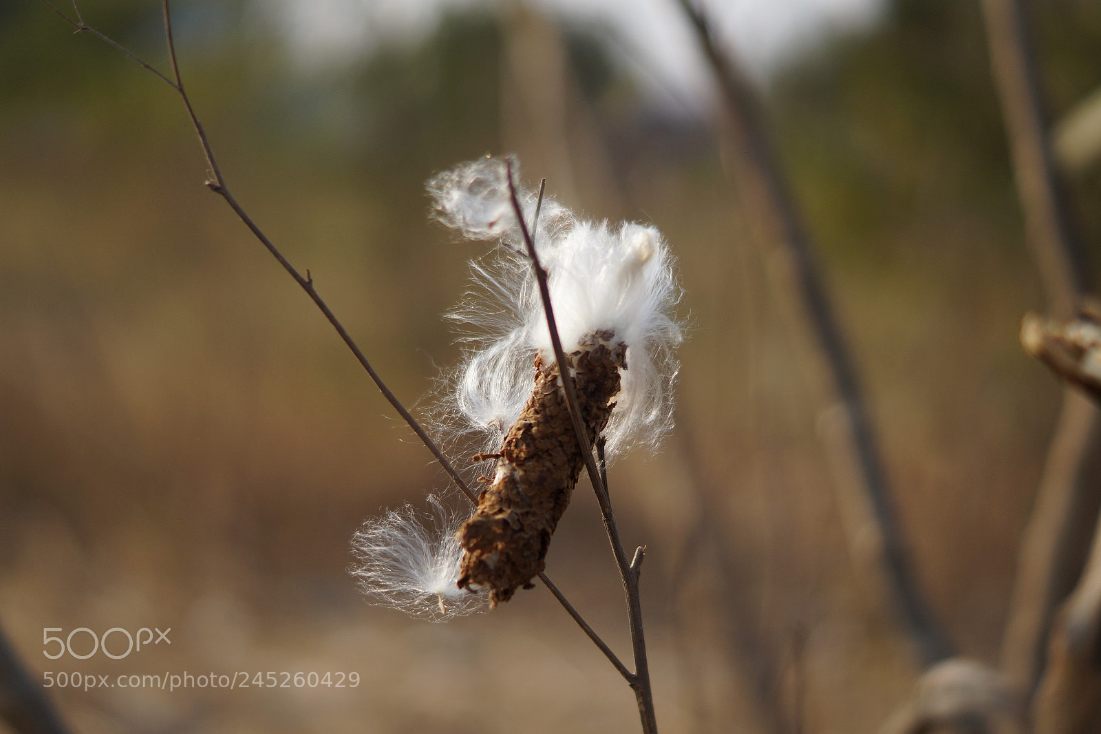 Sony SLT-A58 sample photo. Untitled photography