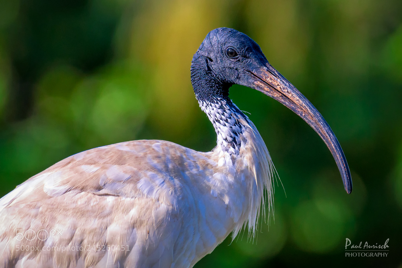 Nikon D500 sample photo. Who's a pretty bird? photography