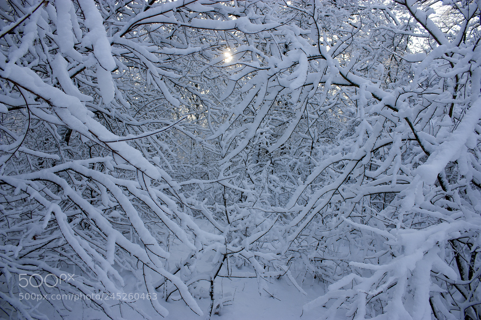 Canon EOS 450D (EOS Rebel XSi / EOS Kiss X2) sample photo. Forest in winter, trees photography
