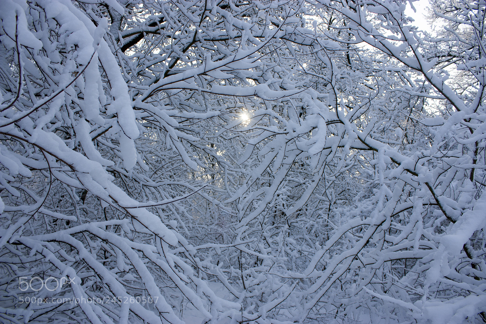 Canon EOS 450D (EOS Rebel XSi / EOS Kiss X2) sample photo. Forest in winter, trees photography
