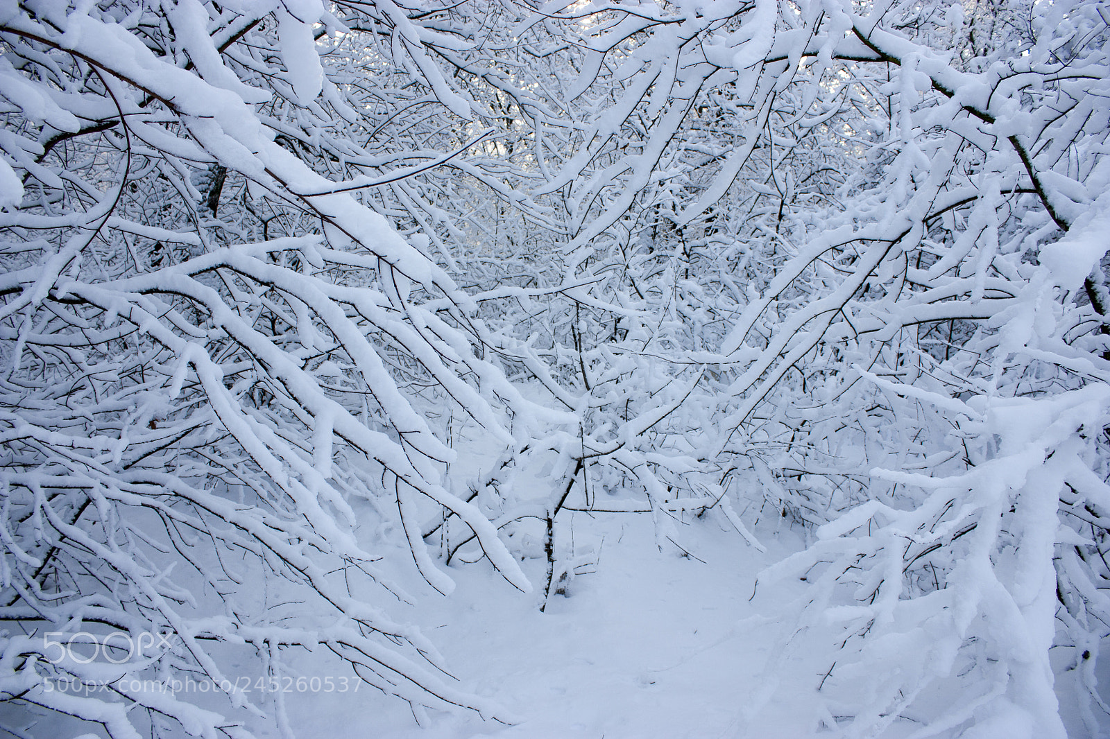 Canon EOS 450D (EOS Rebel XSi / EOS Kiss X2) sample photo. Forest in winter, trees photography