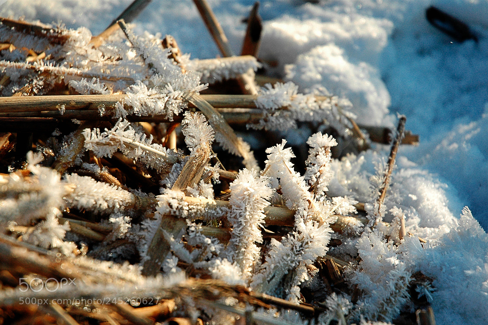 Nikon D70 sample photo. Snowflakes on canes photography