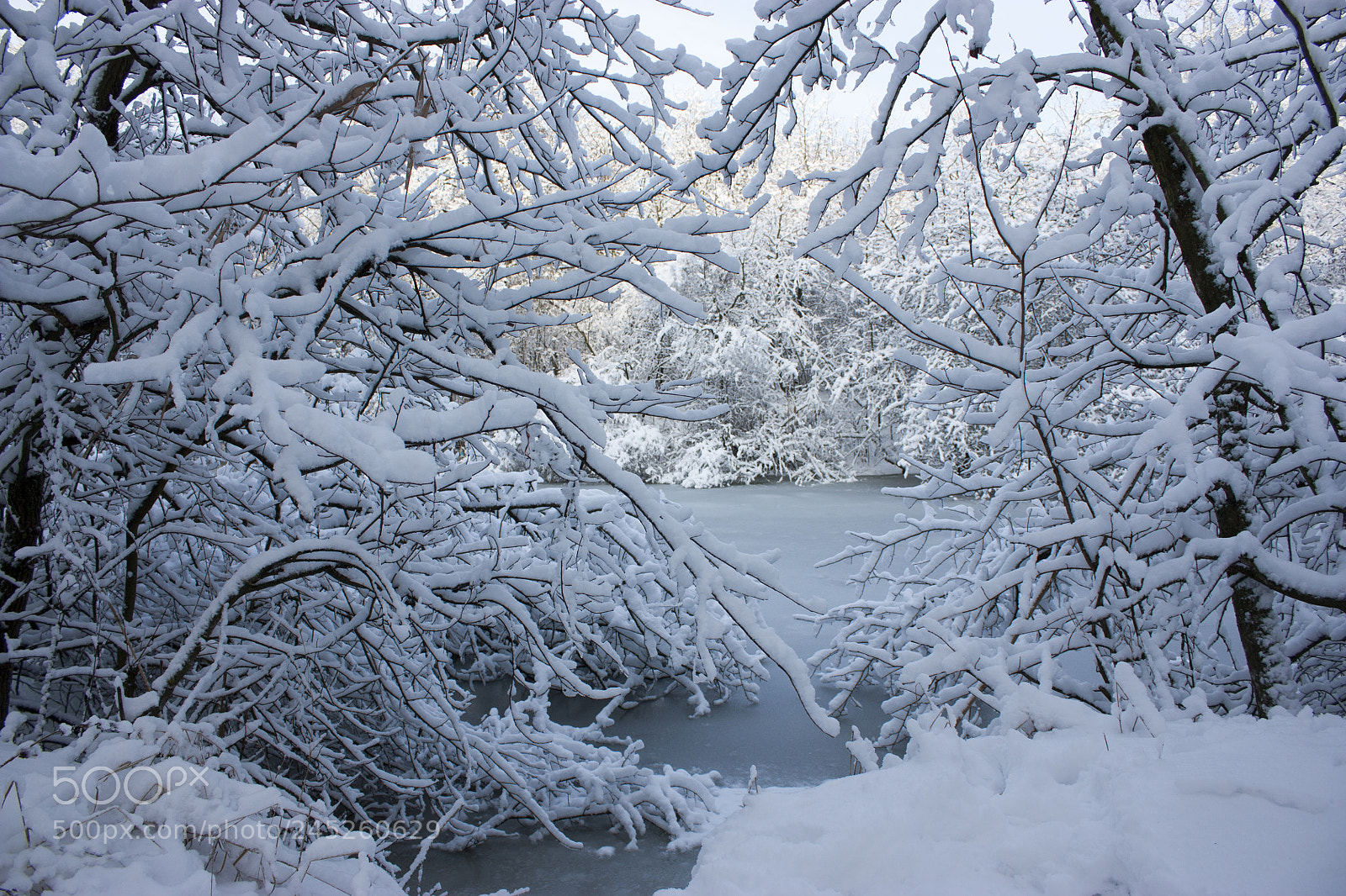 Canon EOS 450D (EOS Rebel XSi / EOS Kiss X2) sample photo. Forest in winter, trees photography