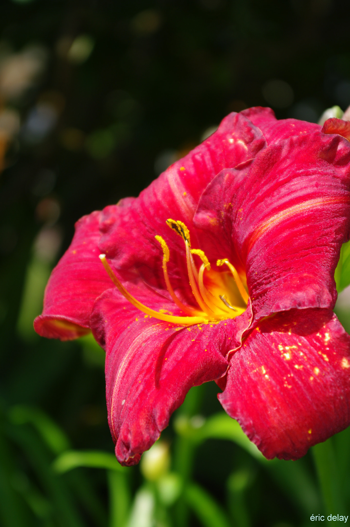 Pentax K20D + Pentax smc DA 18-55mm F3.5-5.6 ED AL II (IF) sample photo. Fleur photography