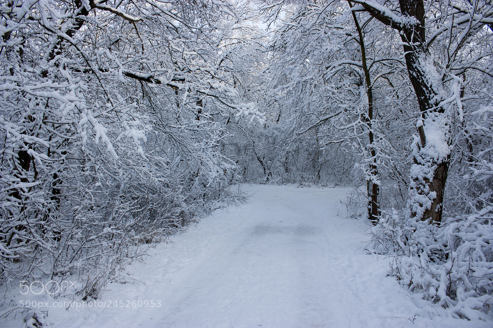 Canon EOS 450D (EOS Rebel XSi / EOS Kiss X2) sample photo. Forest in winter, trees photography