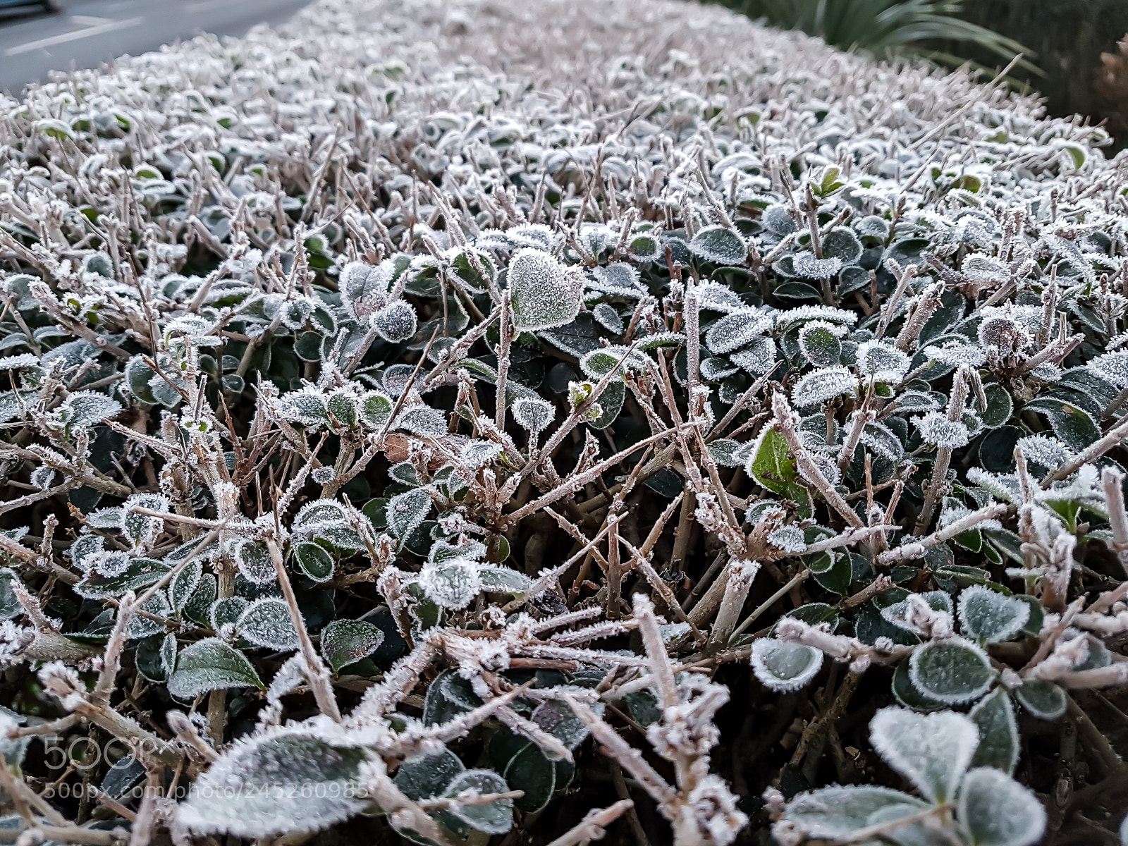 Samsung Galaxy S7 sample photo. Frozen bush photography
