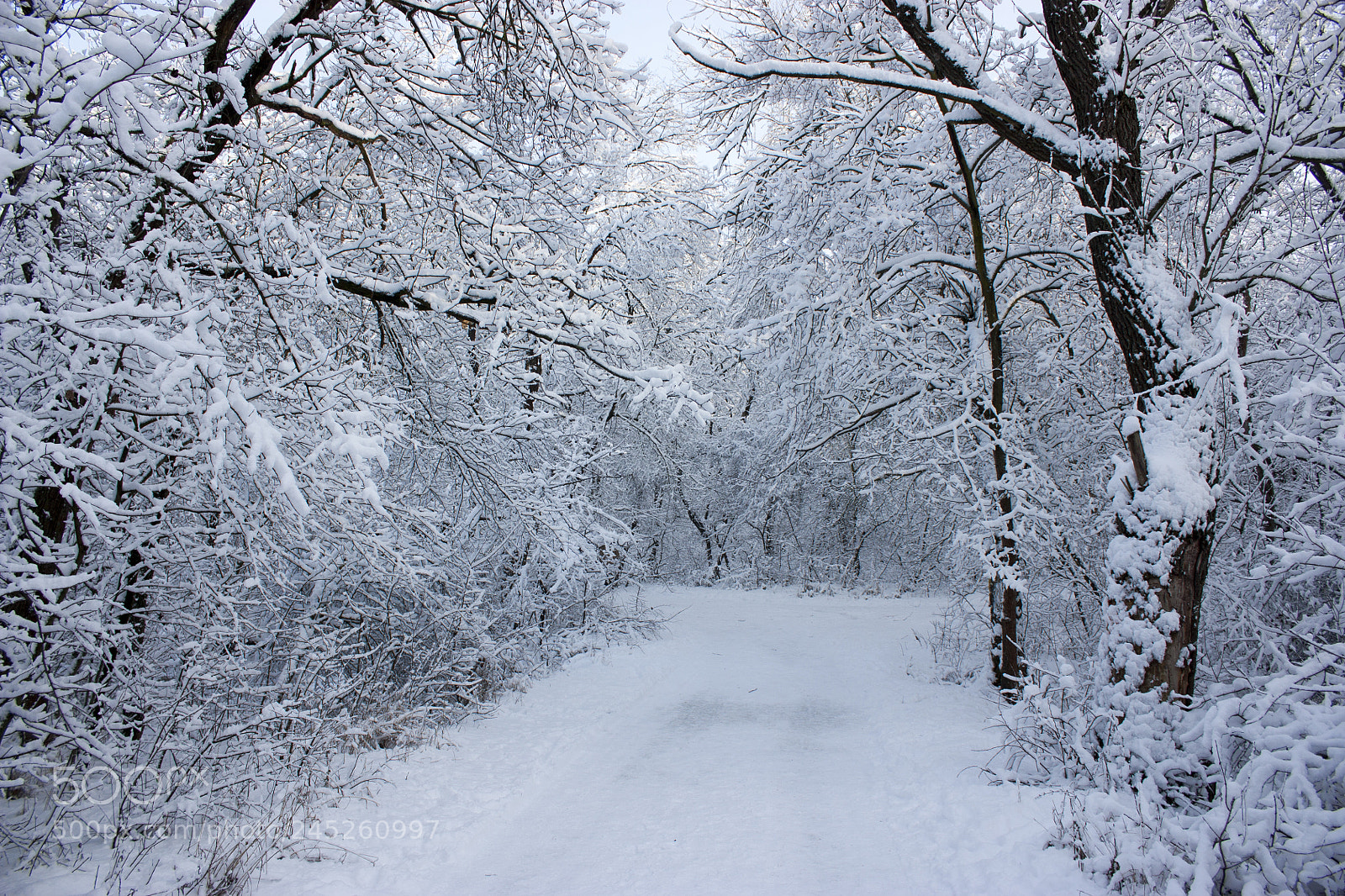 Canon EOS 450D (EOS Rebel XSi / EOS Kiss X2) sample photo. Forest in winter, trees photography