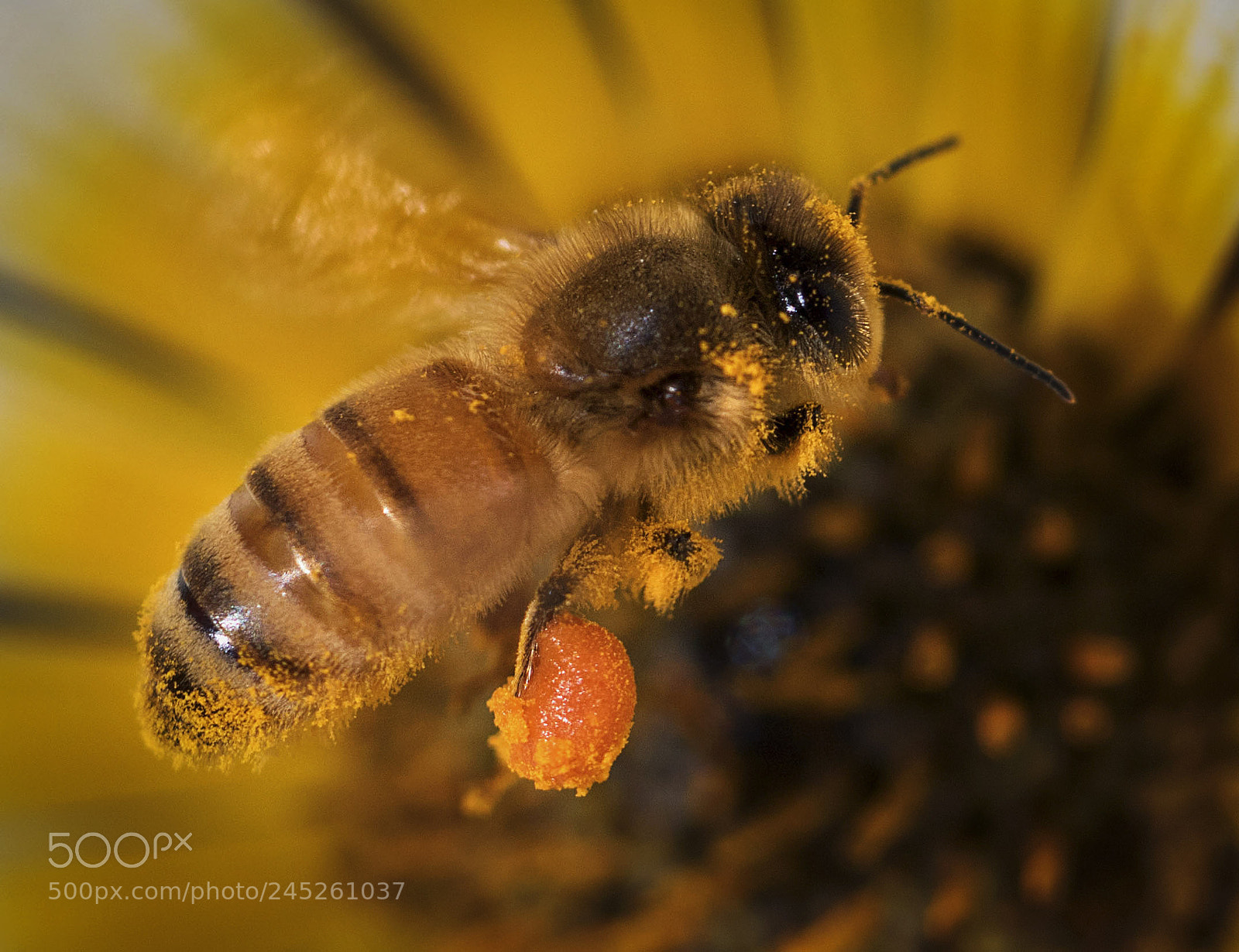 Canon EOS 7D Mark II sample photo. Bee hovering photography