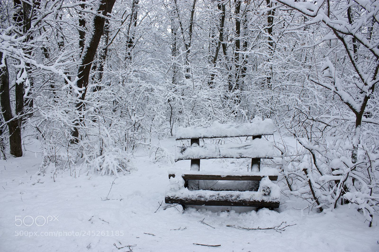Canon EOS 450D (EOS Rebel XSi / EOS Kiss X2) sample photo. Forest in winter, trees photography