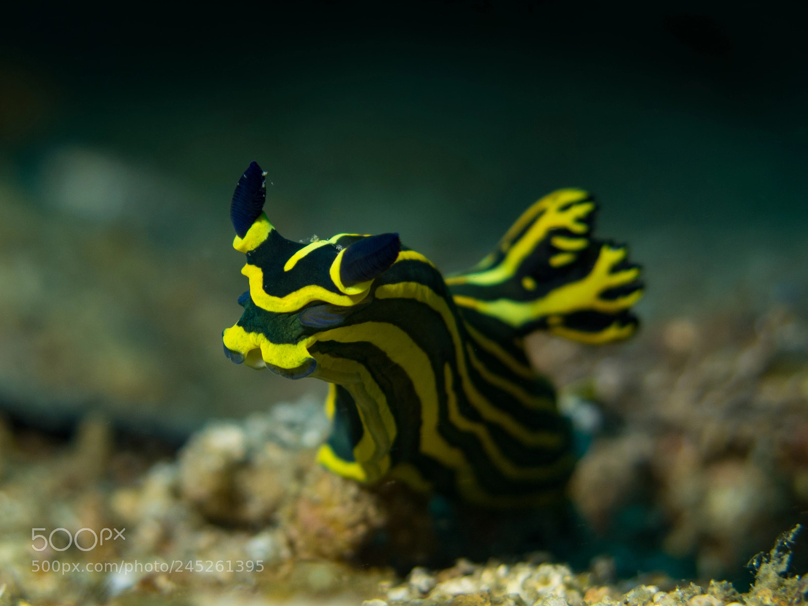 Canon PowerShot G16 sample photo. Nudibranch photography