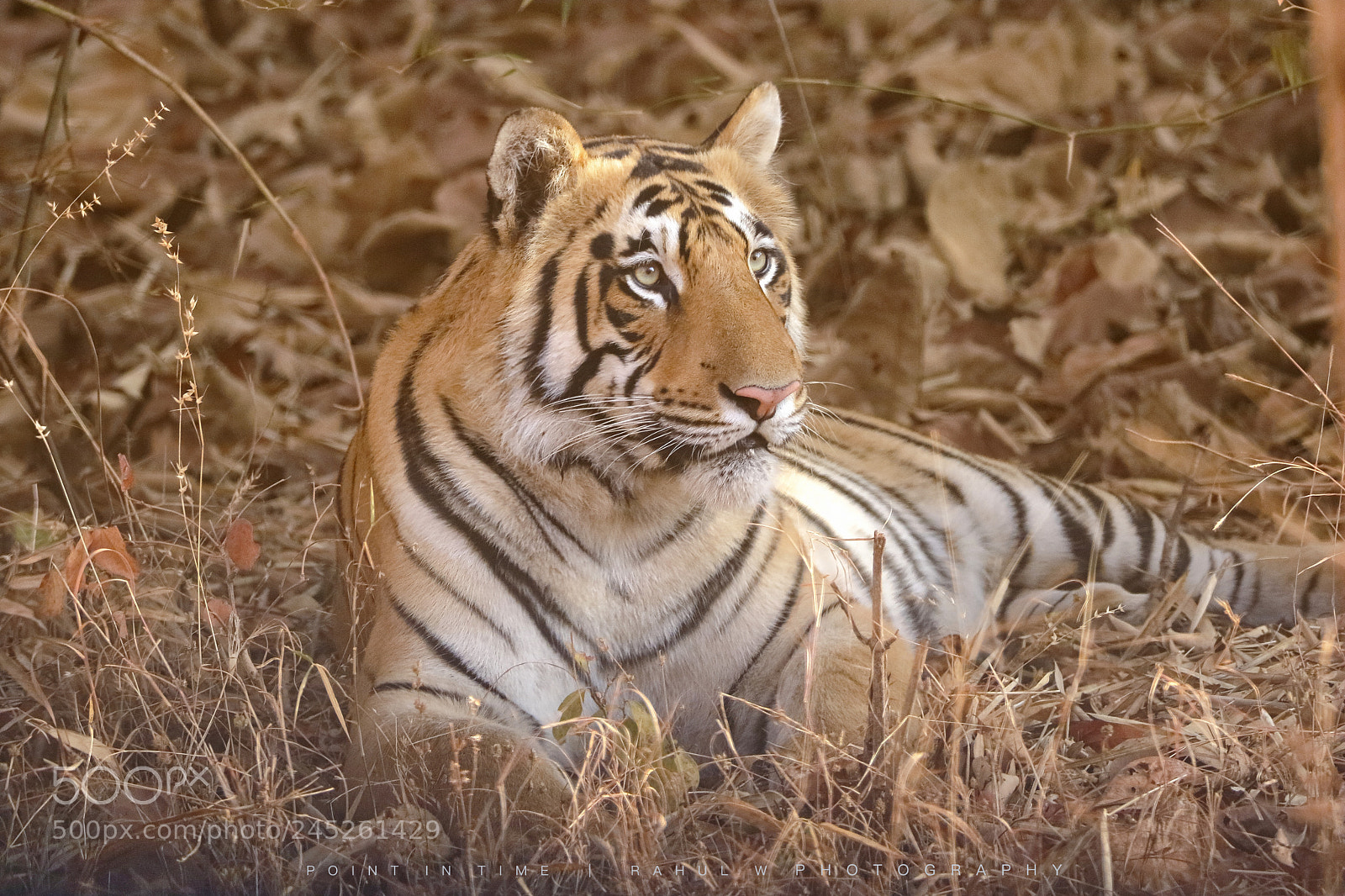 Canon EOS 7D Mark II sample photo. Majestic photography
