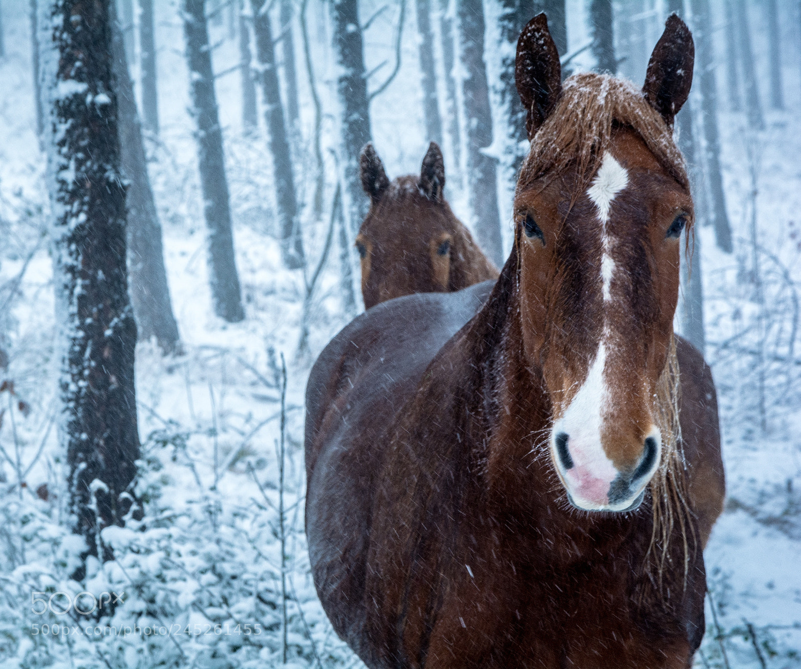 Nikon D5200 sample photo. The frozen horses photography