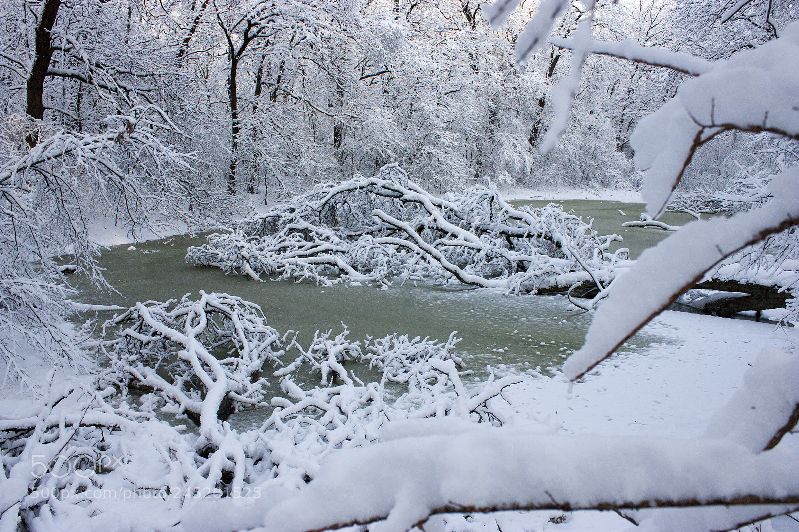 Canon EOS 450D (EOS Rebel XSi / EOS Kiss X2) sample photo. Winter swamp, the tree photography