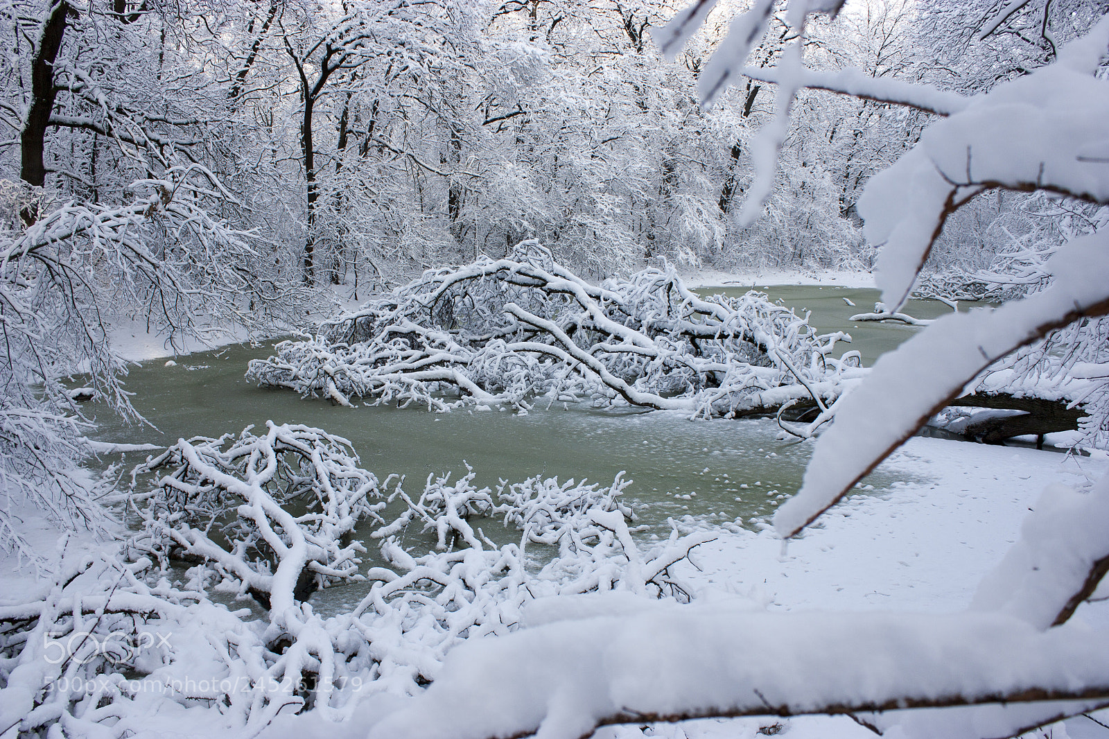 Canon EOS 450D (EOS Rebel XSi / EOS Kiss X2) sample photo. Winter swamp, the tree photography