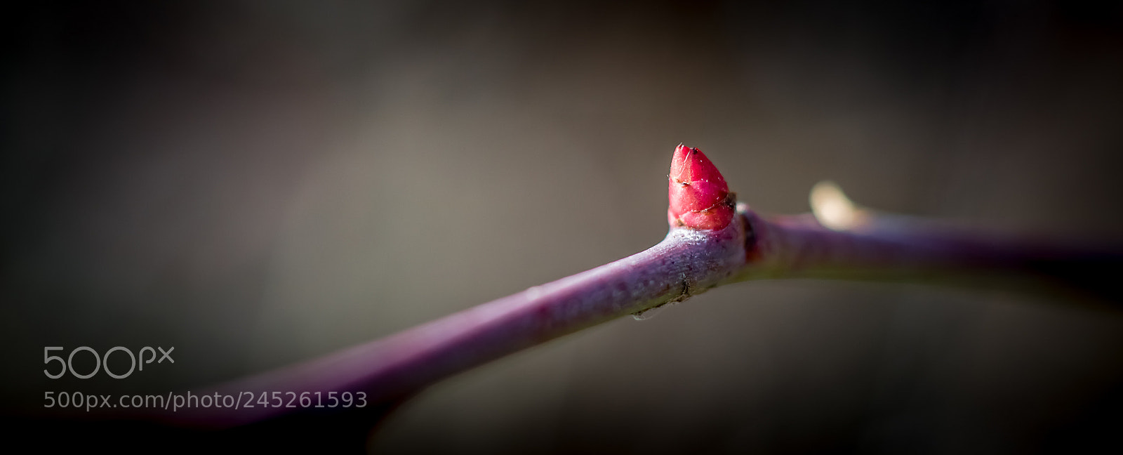 Canon EOS 760D (EOS Rebel T6s / EOS 8000D) sample photo. Budding photography