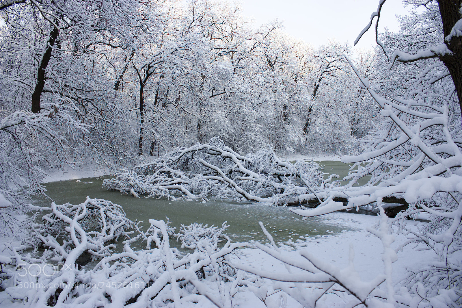 Canon EOS 450D (EOS Rebel XSi / EOS Kiss X2) sample photo. Winter swamp, the tree photography