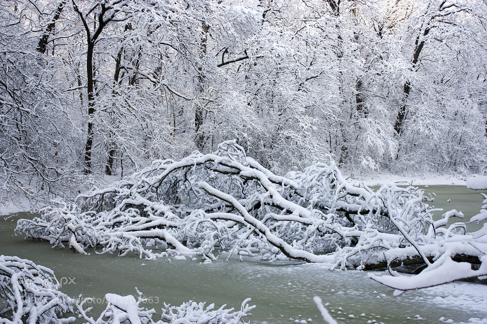 Canon EOS 450D (EOS Rebel XSi / EOS Kiss X2) sample photo. Winter swamp, the tree photography