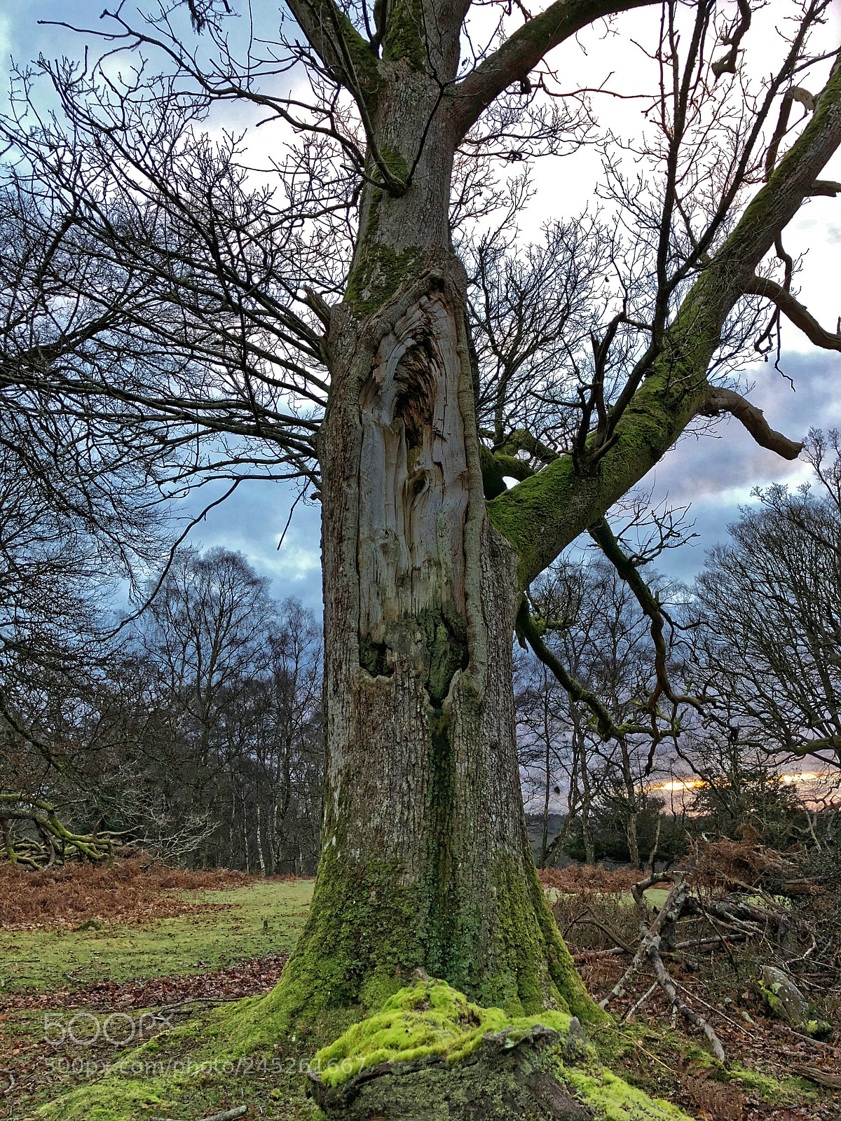 Apple iPhone 8 Plus sample photo. The new forest photography