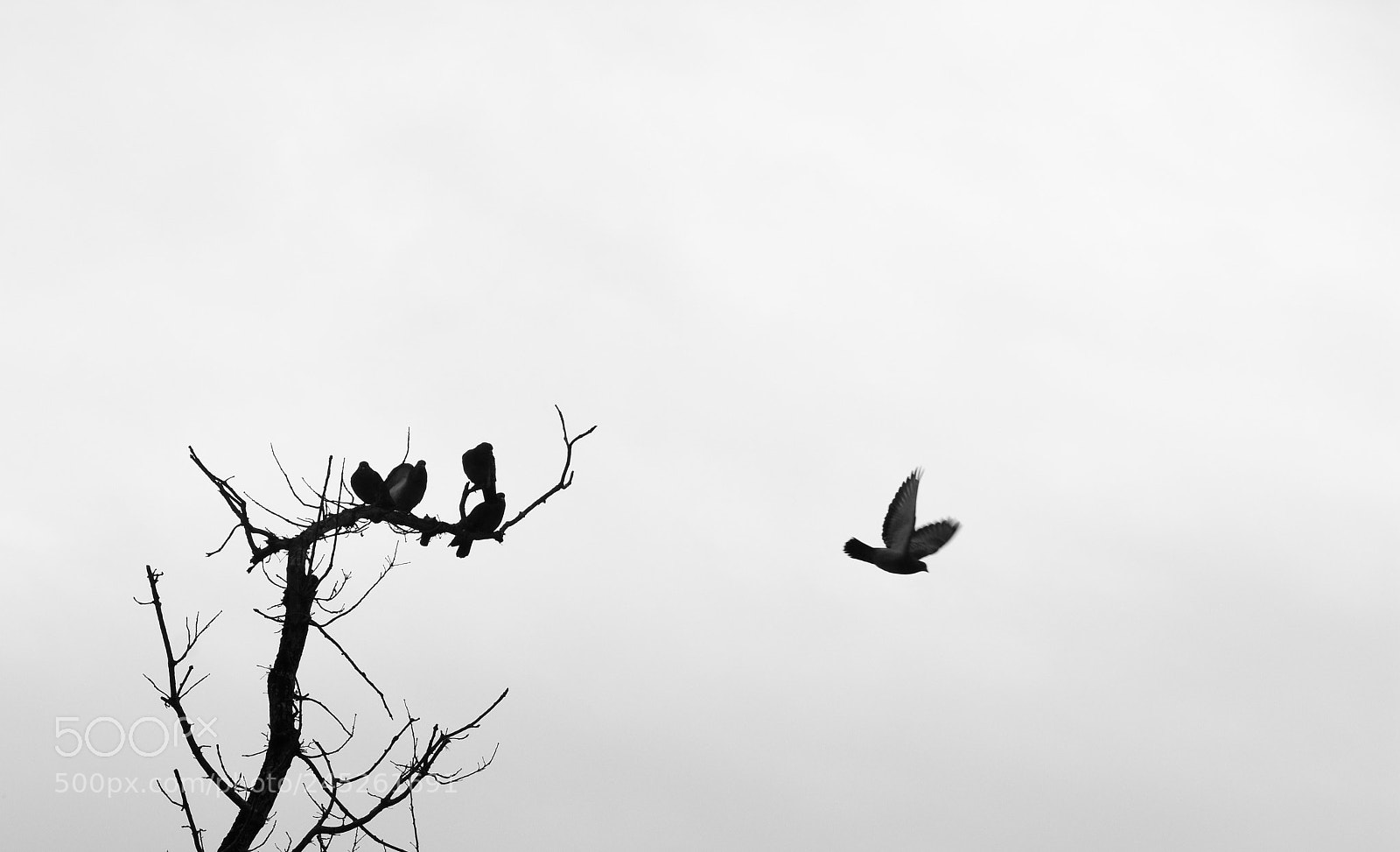 Nikon D7200 sample photo. Animal iv photography