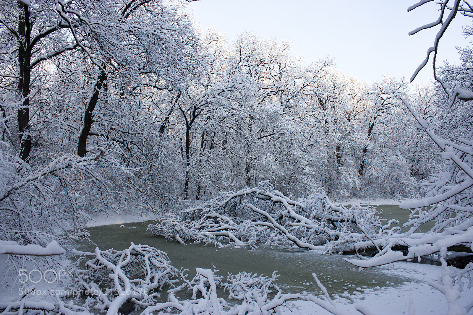 Canon EOS 450D (EOS Rebel XSi / EOS Kiss X2) sample photo. Winter swamp, the tree photography