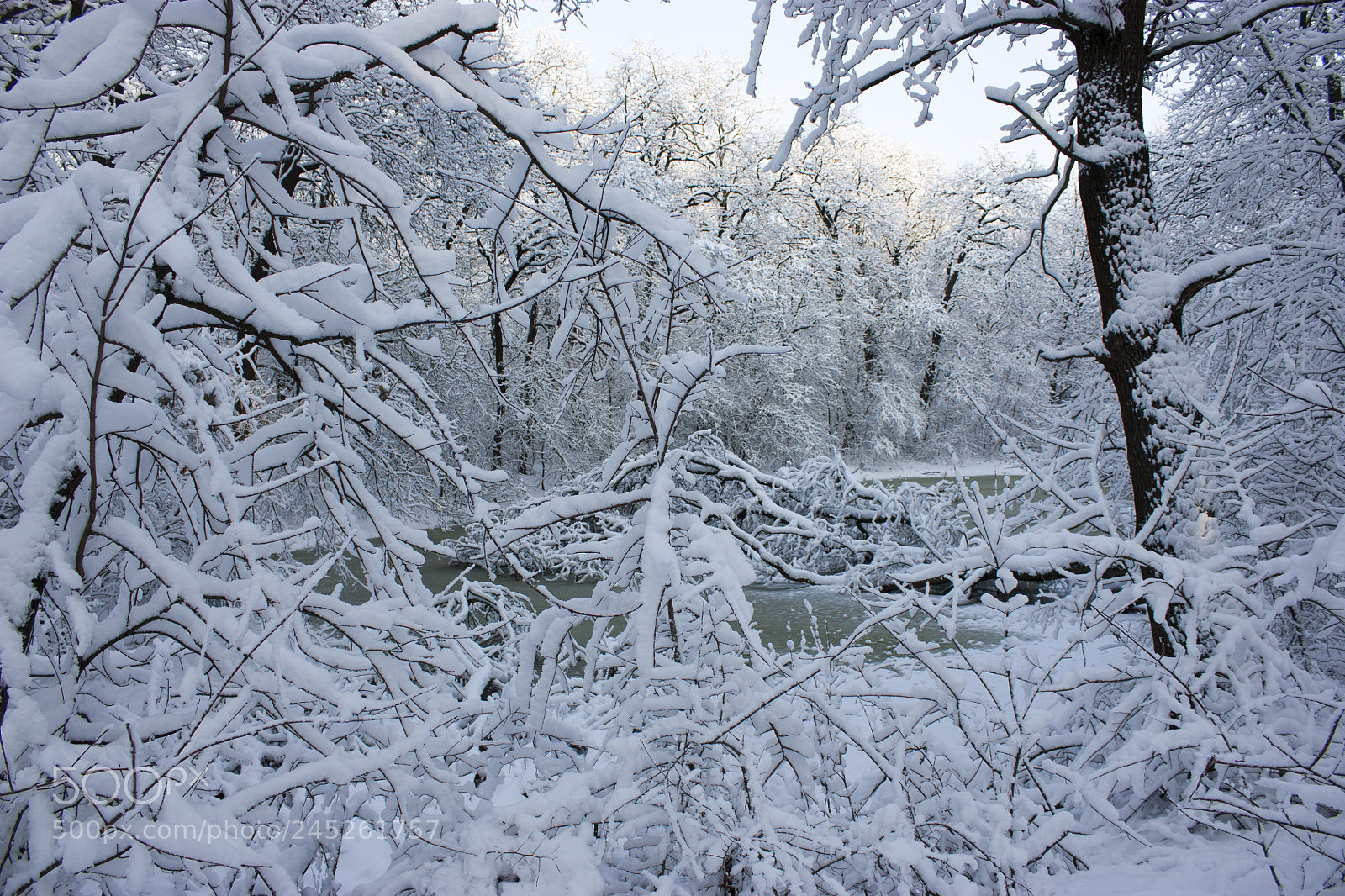 Canon EOS 450D (EOS Rebel XSi / EOS Kiss X2) sample photo. Winter swamp, the tree photography