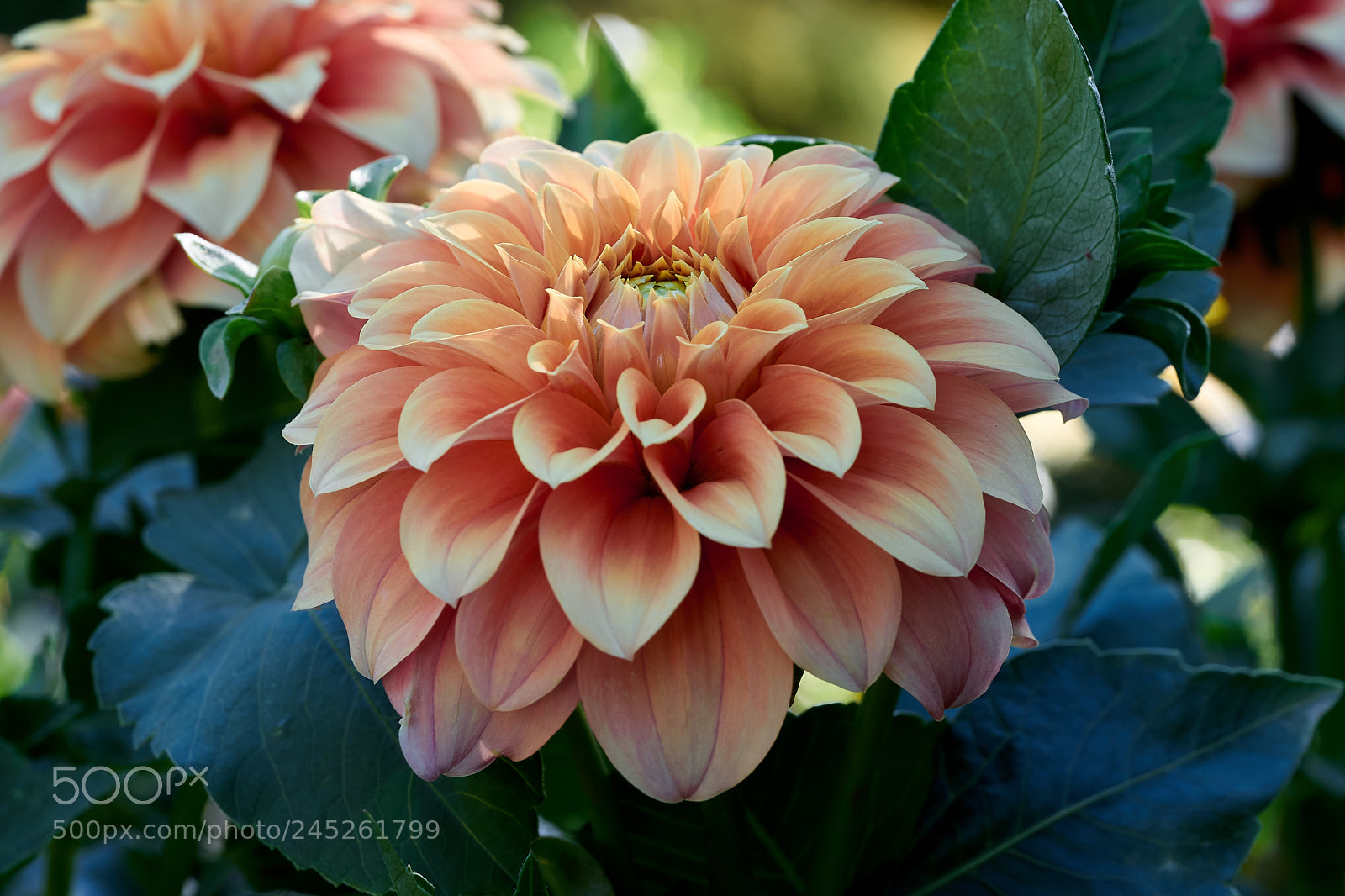 Sony a7 sample photo. Abg_180203_8 photography