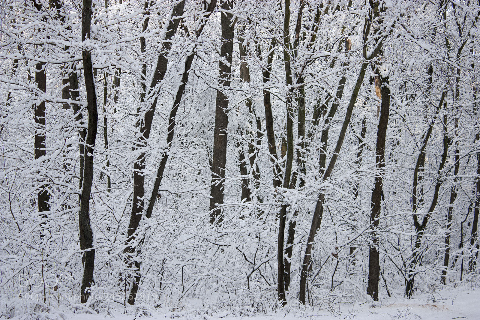 Canon EOS 450D (EOS Rebel XSi / EOS Kiss X2) sample photo. Forest in winter, trees photography