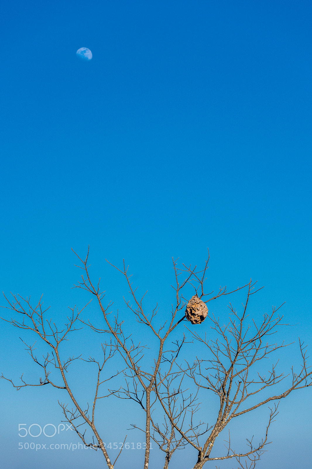 Sony a7 II sample photo. Dsc07305-2.jpg photography