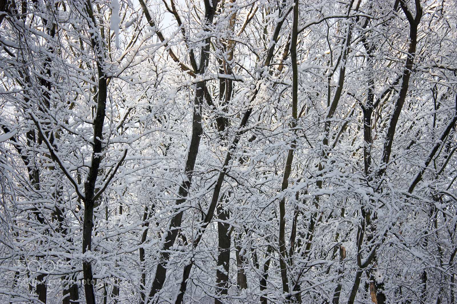 Canon EOS 450D (EOS Rebel XSi / EOS Kiss X2) sample photo. Forest in winter, trees photography